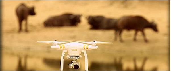the impact of drone technology on wildlife conservation